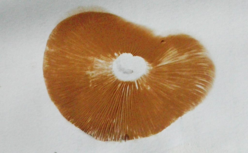 Rusty orange mushroom spore print used for identification purposes.