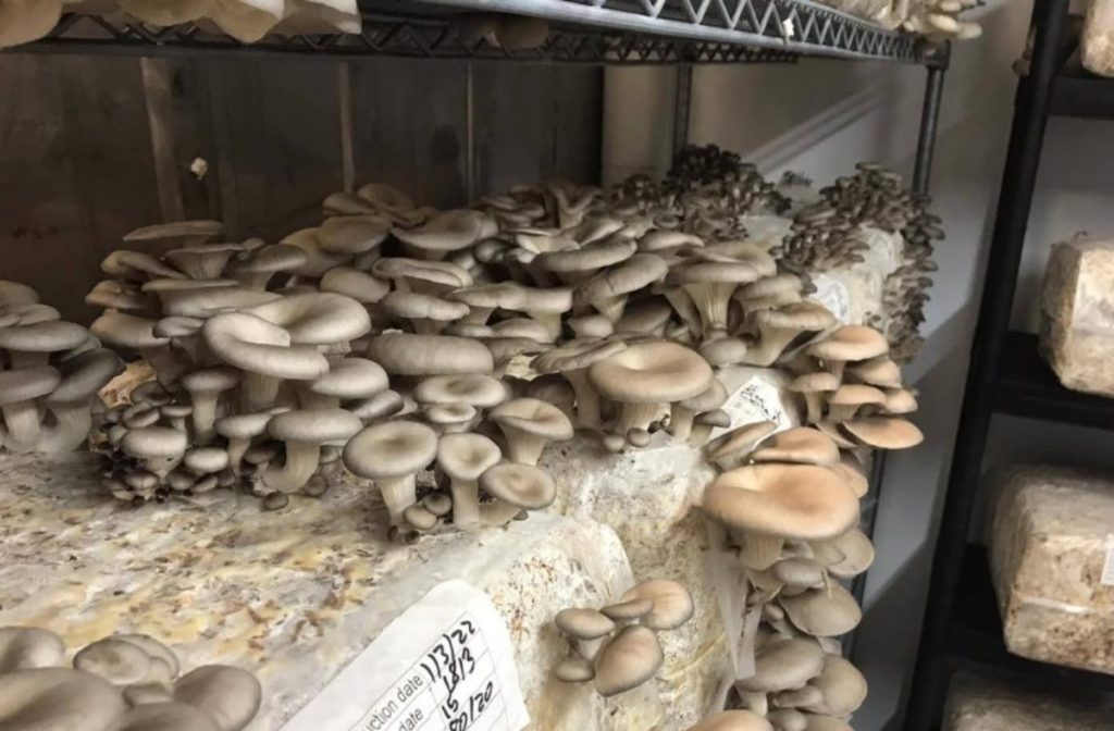 https://grocycle.com/wp-content/uploads/2022/06/Oyster-mushrooms-10-1024x672.jpg