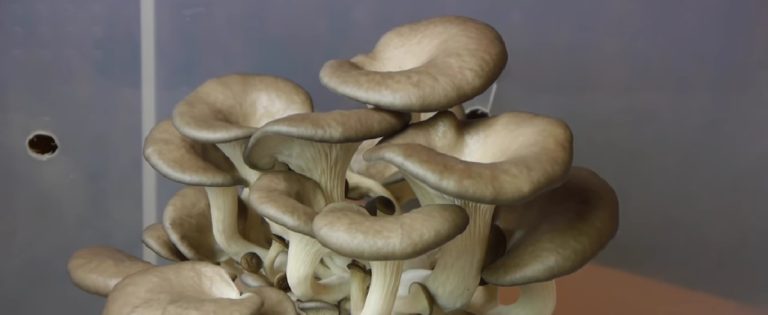 oyster mushrooms gorwing in a shotgun fruiting chamber