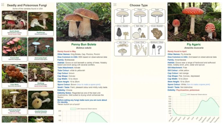 Best Mushroom Identification Apps for iOS and Android | GroCycle