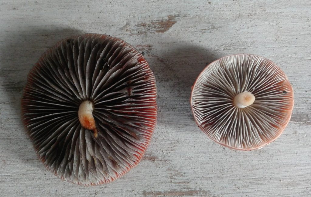 The underside and gills of mature mushrooms.