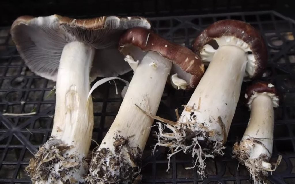 Wine cap mushrooms at different stages of growth.