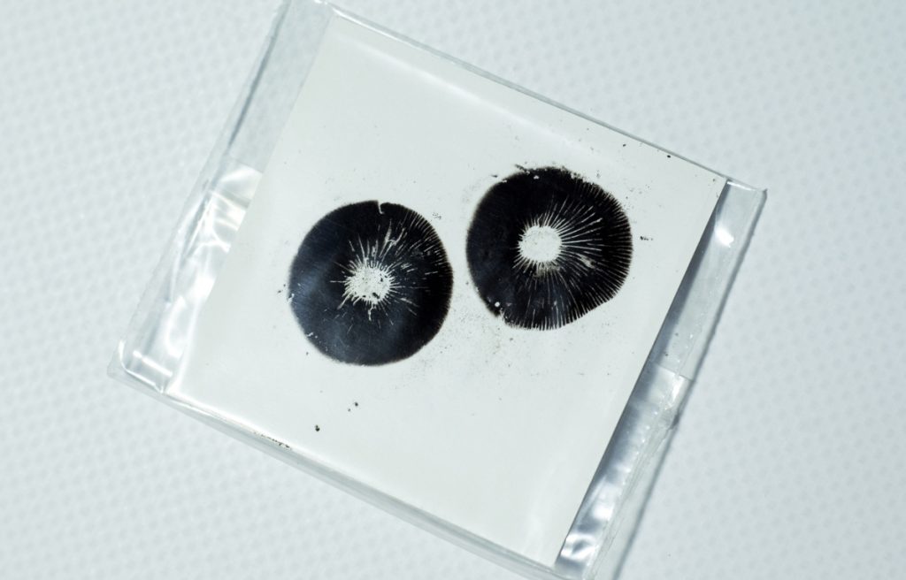 Spore prints for cultivation purposes