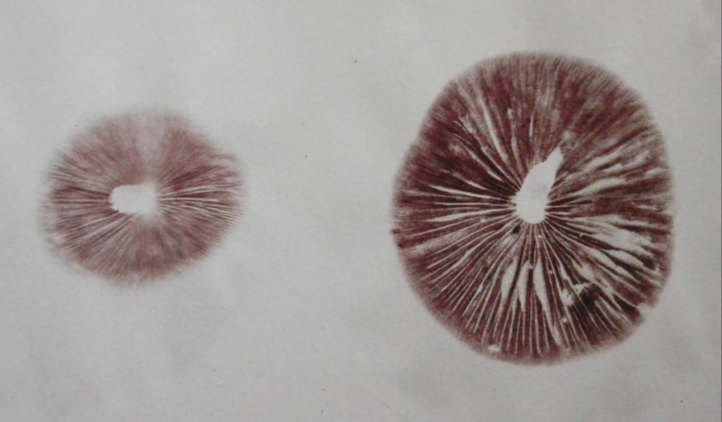 Final mushrooms spore prints.