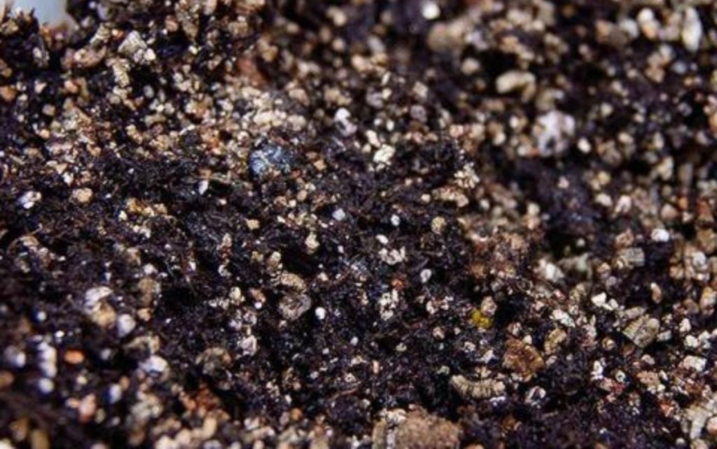 Mixed coco coir and vermiculite substrate