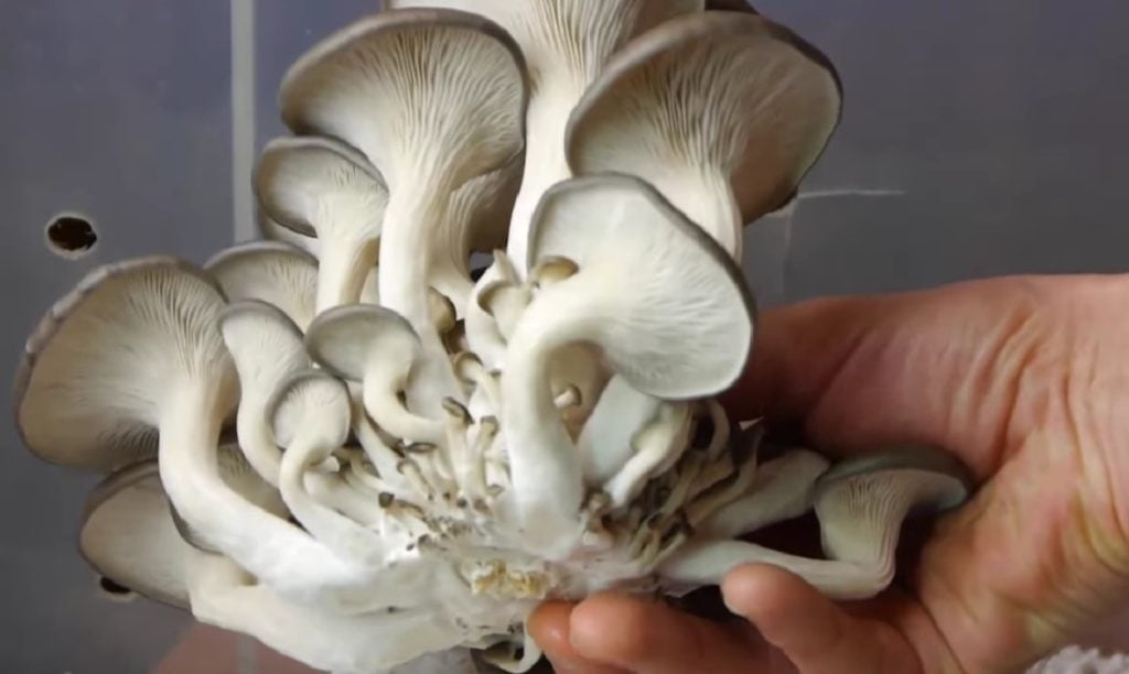 Harvesting mushrooms in a shotgun fruiting chamber.