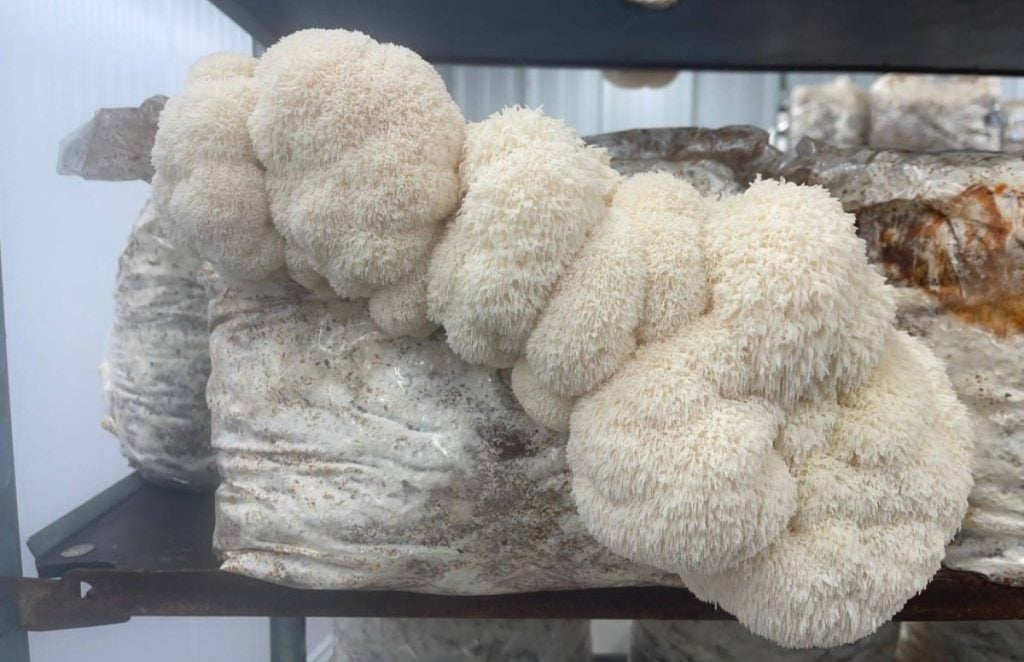 Lion's mane mushrooms in a fruiting chamber