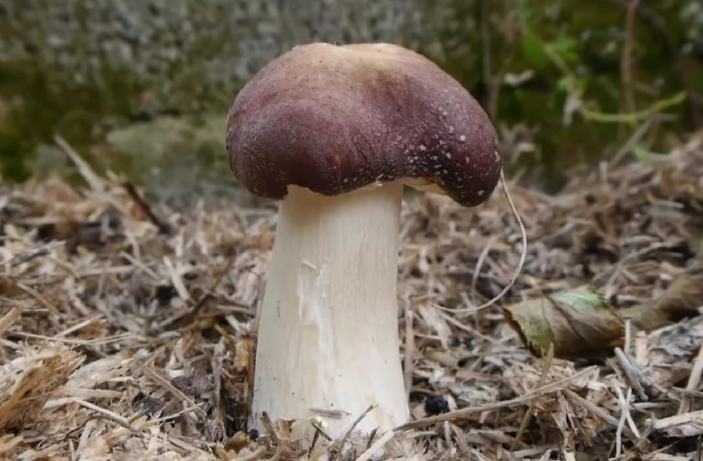 A wine cap mushroom growing in an outdoor mushroom bed.
