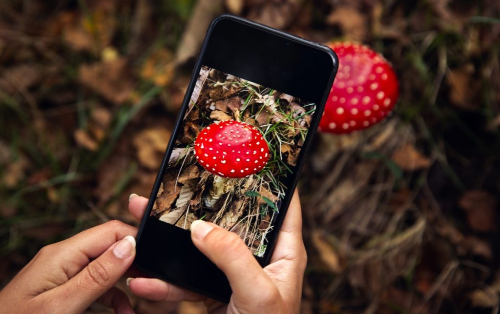 Taking a photo with a smartphone for mushroom identification purposes.
