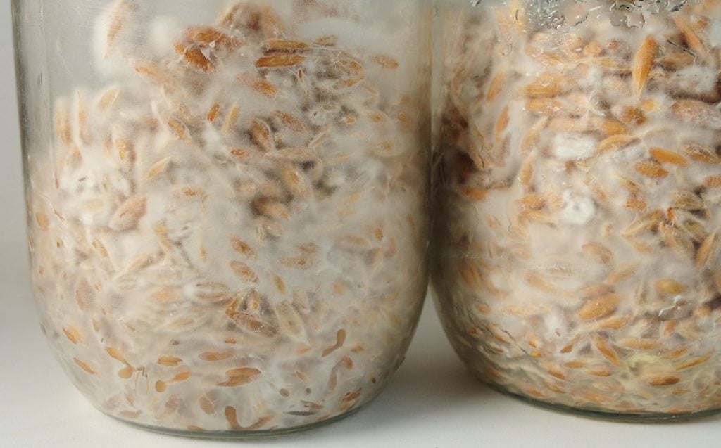 Jars of mushroom grain spawn.