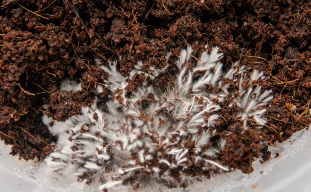 Mushroom mycelium growing on a coco coir substrate.