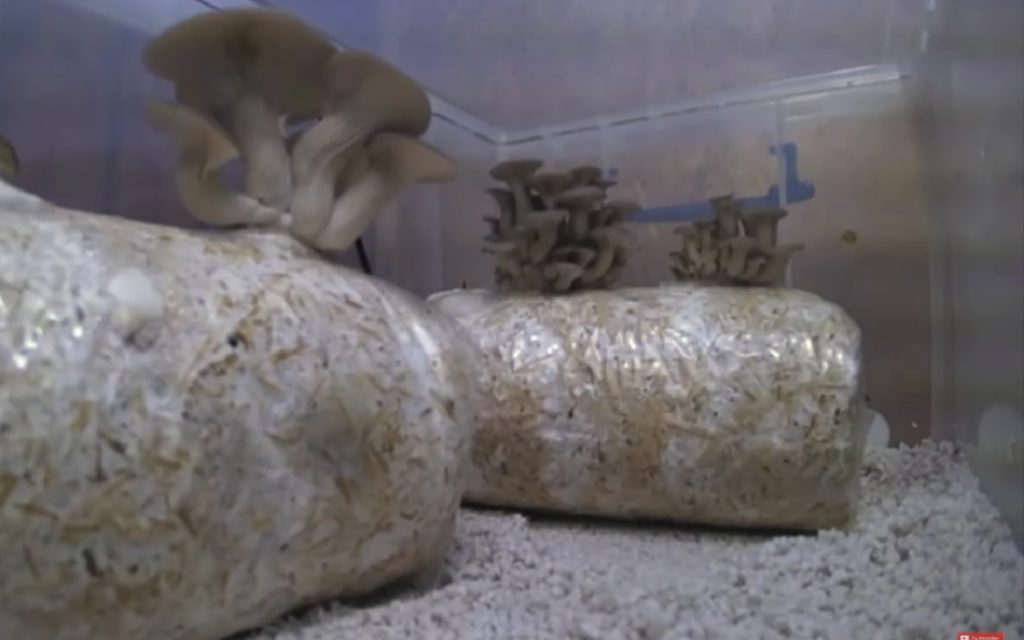 Oyster mushrooms growing on bags of straw in a shotgun fruiting chamber.