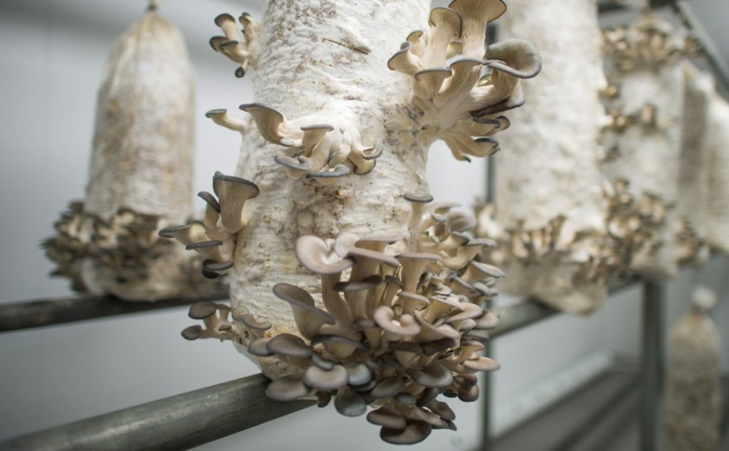 Oyster mushrooms growing from hanging bags.