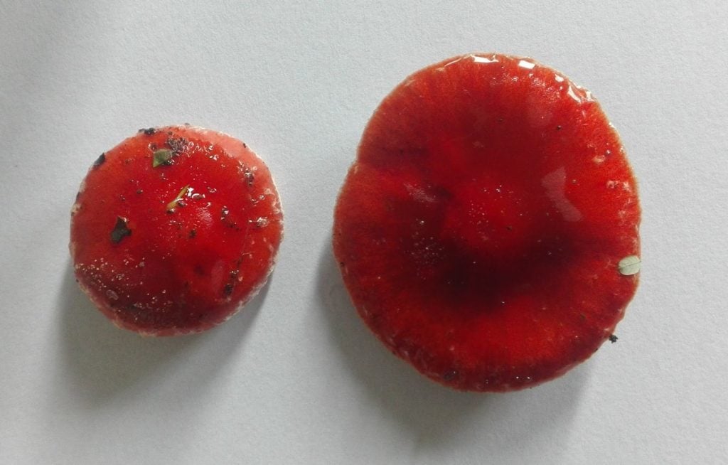 Fresh mushrooms placed on paper to make a spore print.