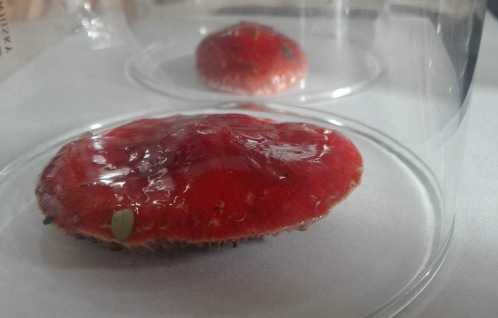 Mushroom covered with a glass to prevent the spores from being blown away