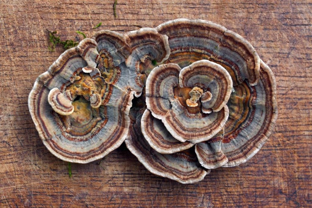 Turkey tail mushrooms