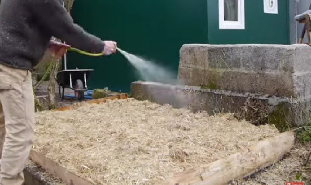 Watering the mushroom bed to maintain humidity levels.