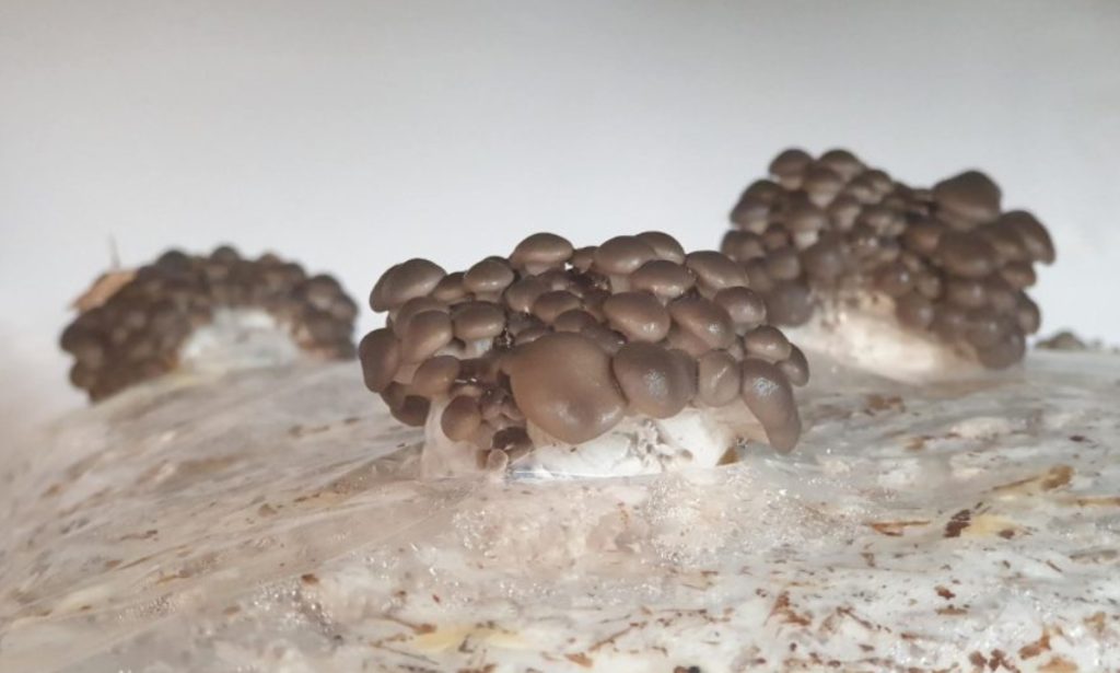 Oyster mushrooms growing on a bag of straw substrate.