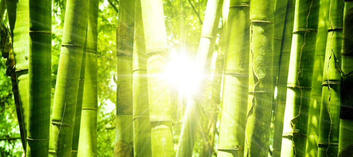 Five things everyone should know about . . . Bamboo – GROW magazine