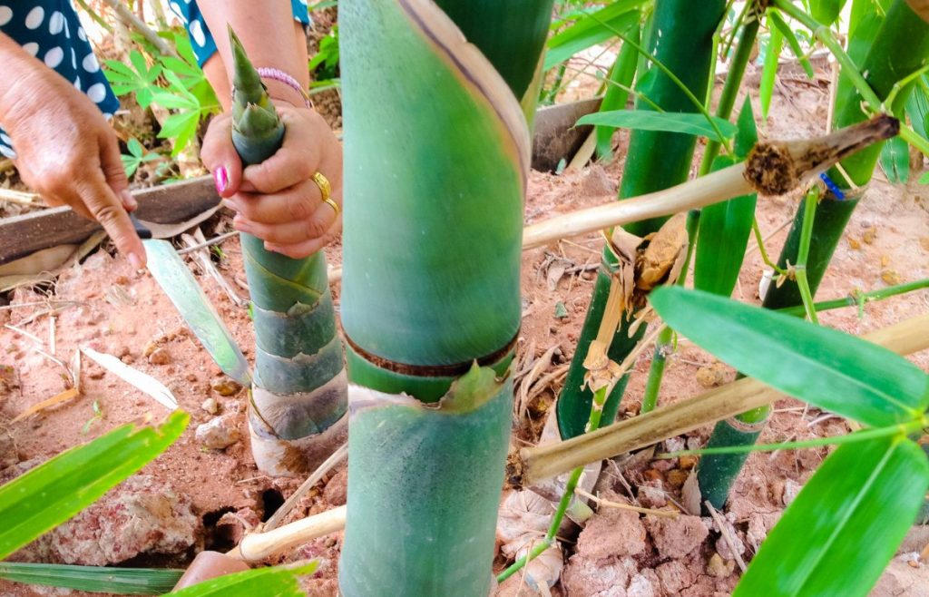 Harvesting bamboo shoots