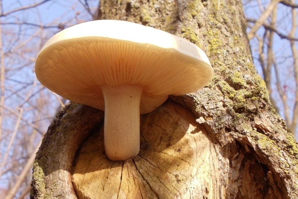 A large elm oyster mushrooms growing form a scar on a tree.