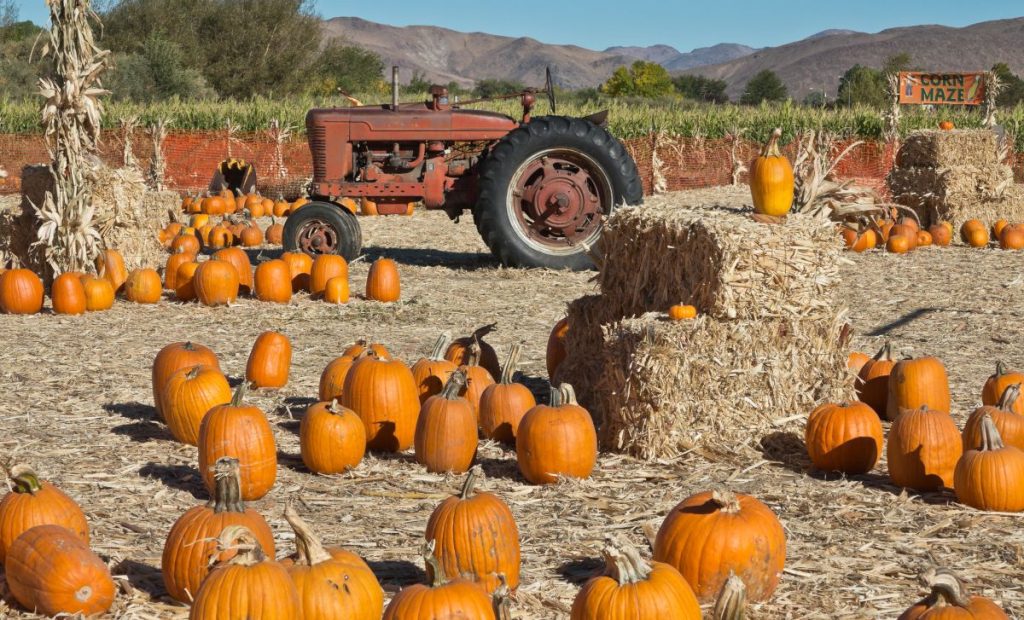 A pumpkin farm with hay rides and a corm maze