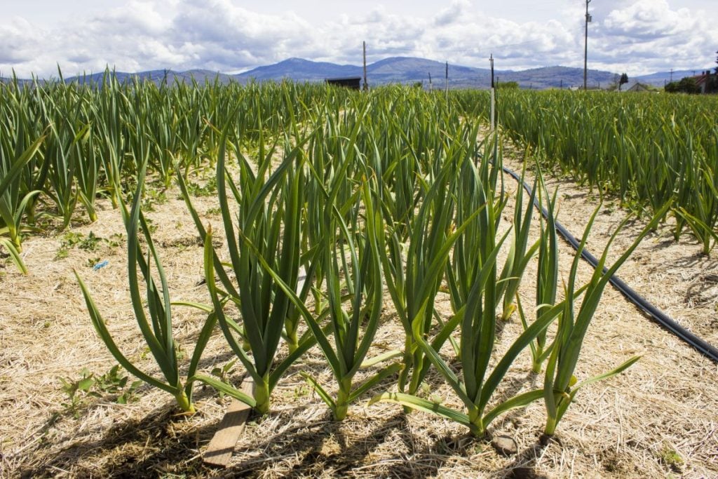 Growing garlic for profit on a farm.