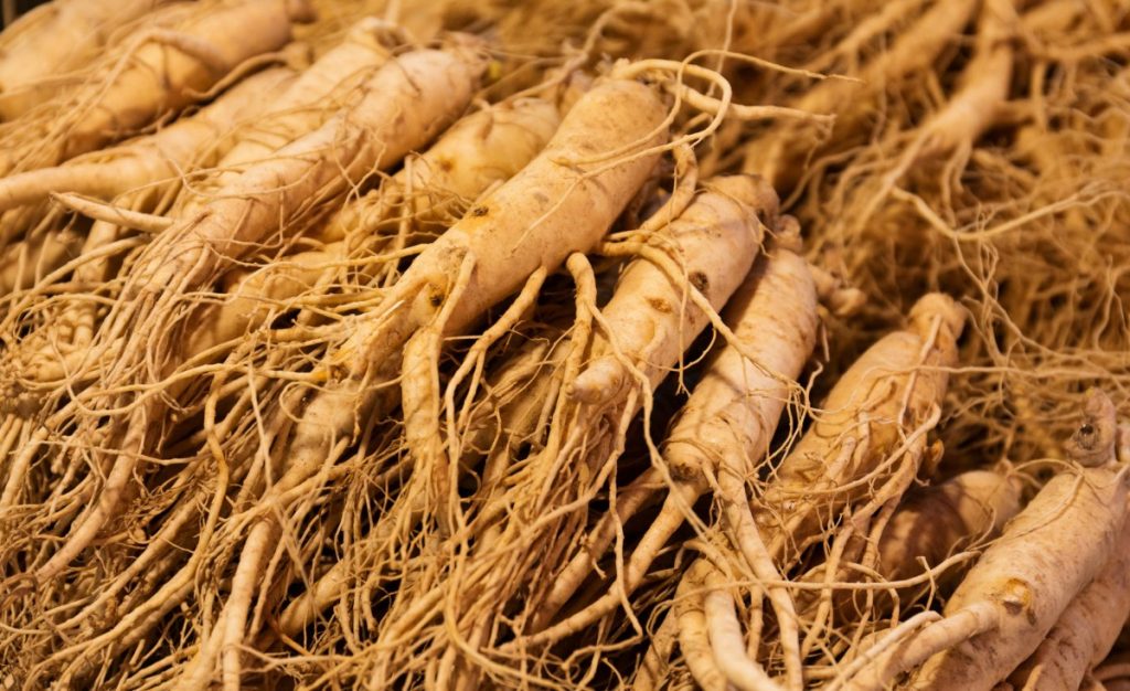 Freshly harvested ginseng roots.