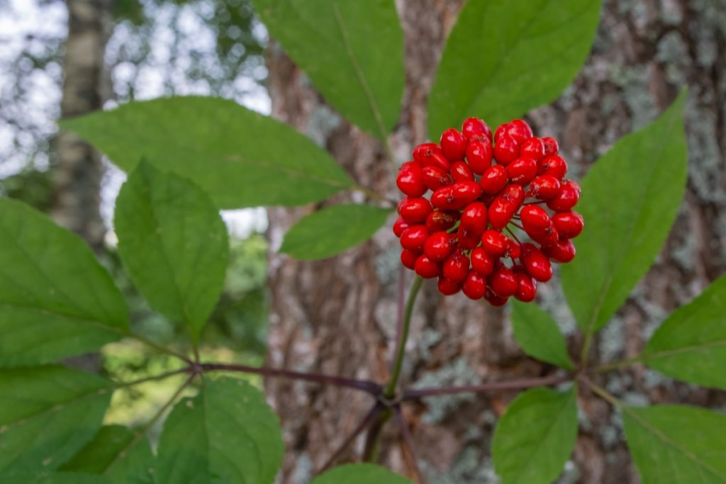 A ginseng plant with bright red berries