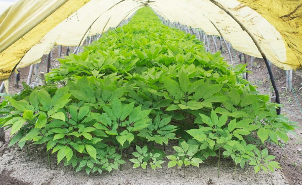 Ginseng plants growing in a tunnel for shade