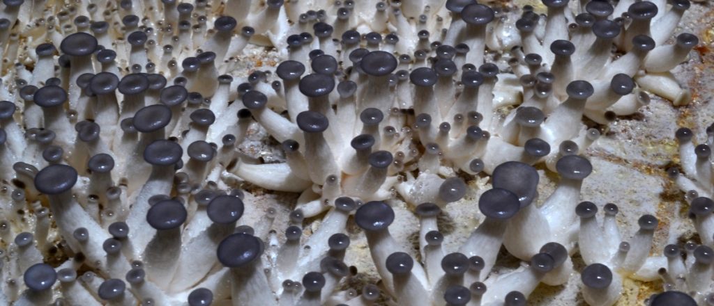 Grey oyster mushrooms pinning