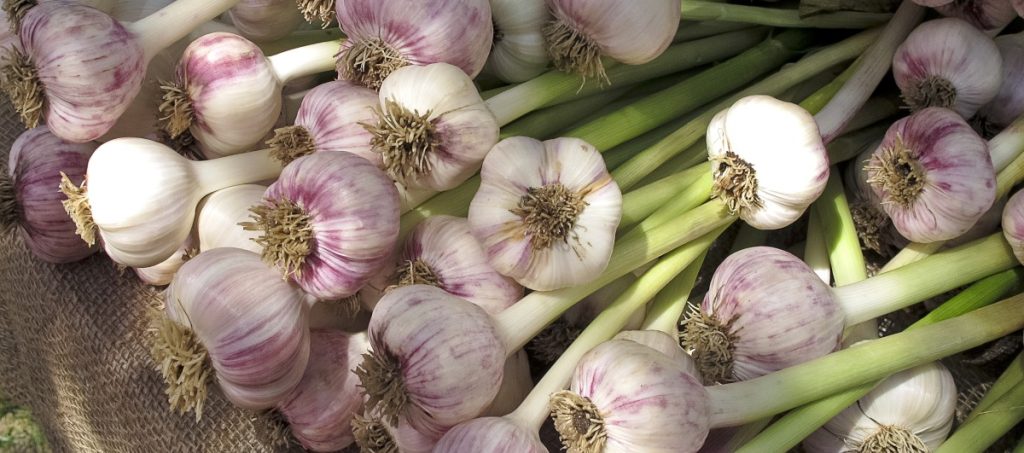 https://grocycle.com/wp-content/uploads/2022/07/Growing-garlic-for-profit-cover-pic-1024x453.jpg