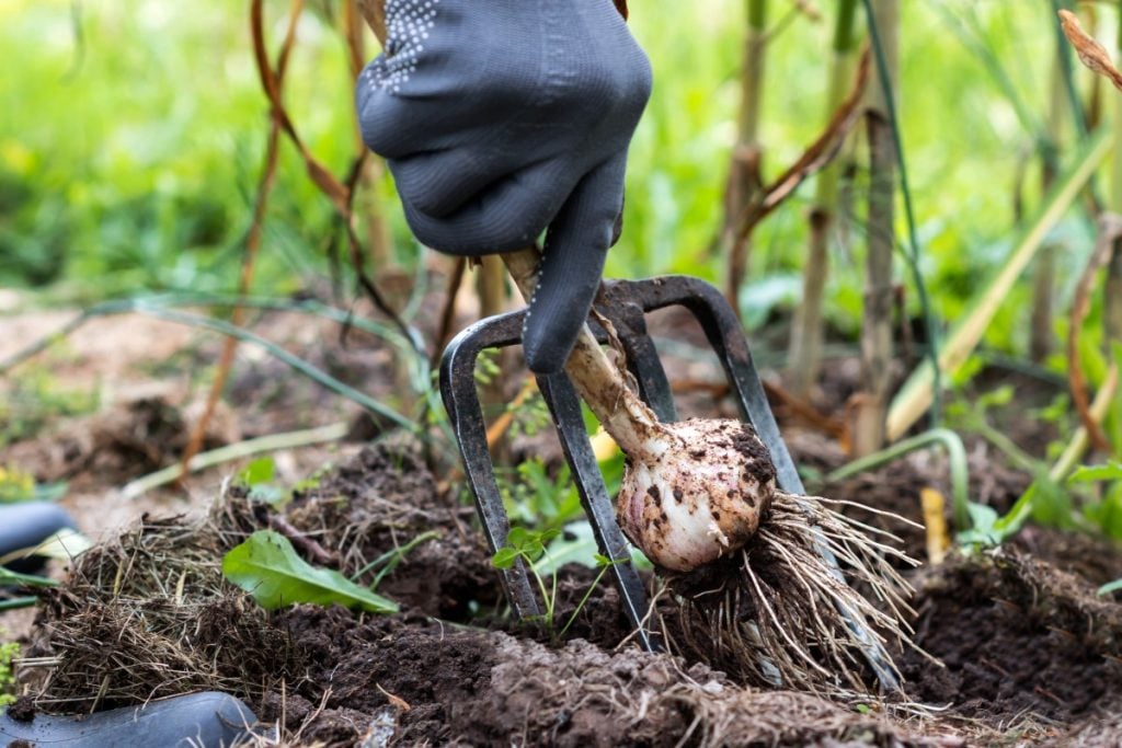 Harvesting garlic