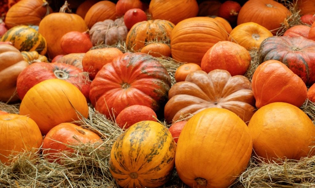 can-you-make-money-growing-pumpkins-what-you-need-to-know-grocycle