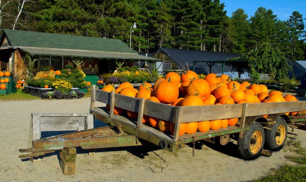 Can you make money growing pumpkins. Halloween pumpkins for sale at a roadside nursery