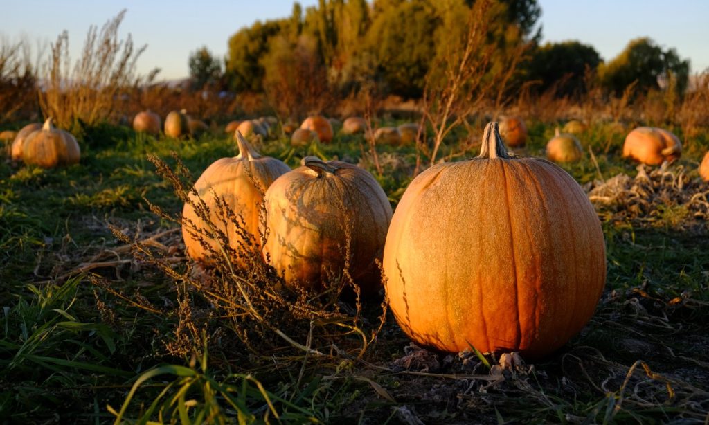 Make money growing pumpkins. Pumpkins in a field