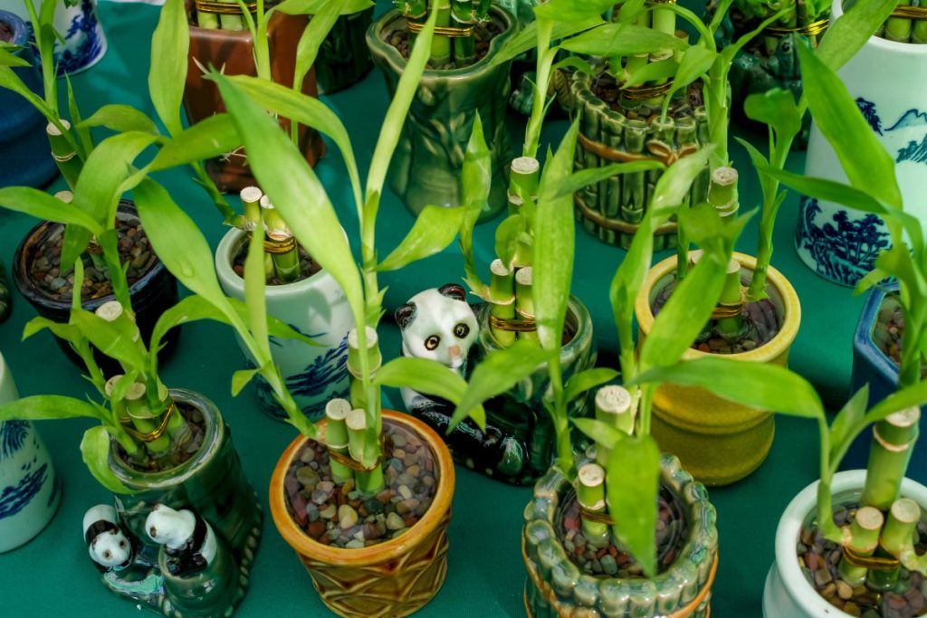 Bamboo cuttings in decorative pots