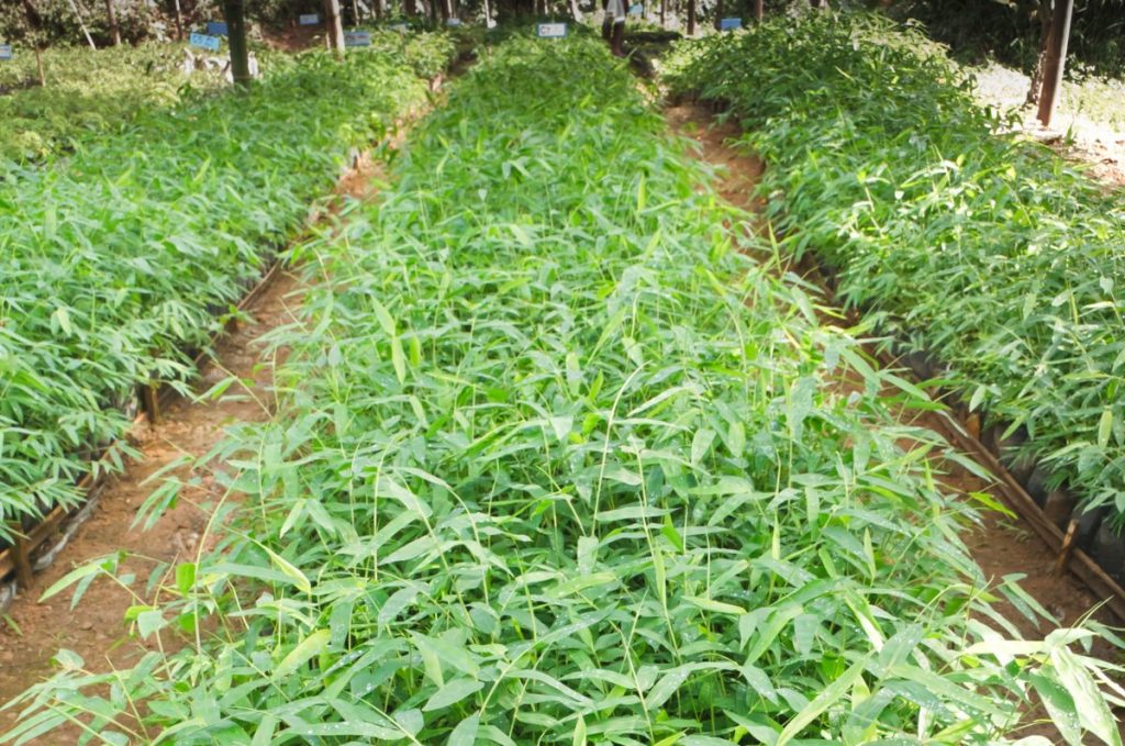 Grow bamboo for profit and sell live bamboo plants.