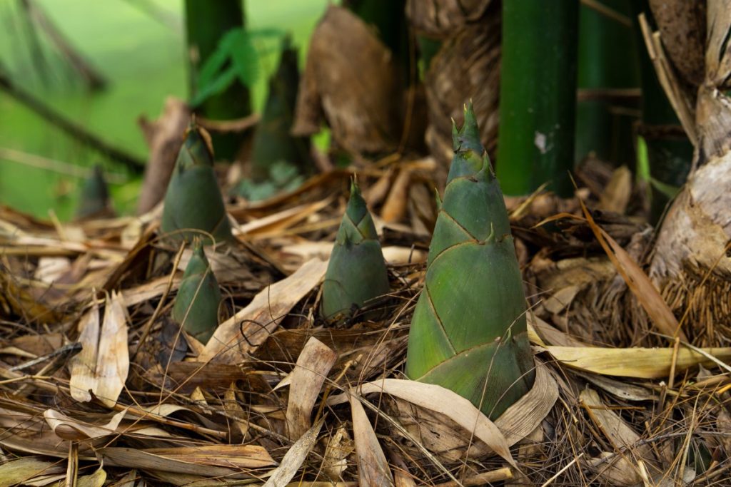 Bamboo shoots emerging from the ground.