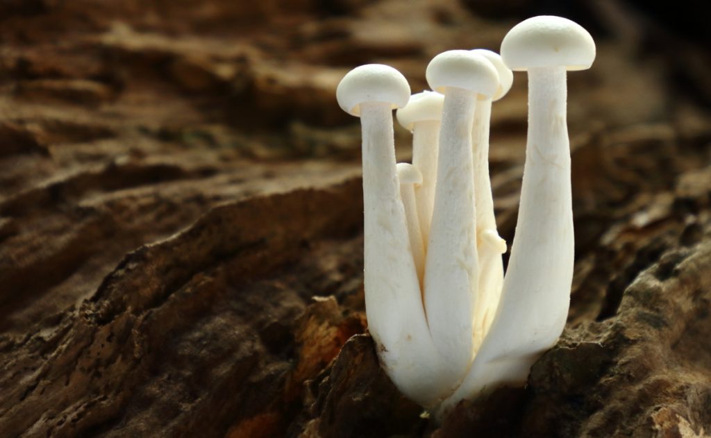White beech mushrooms