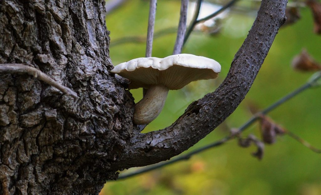Elm oyster mushroom growing on a branch scar.