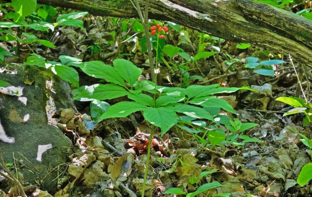 How to grow ginseng for profit. Ginseng growing in a forested area.