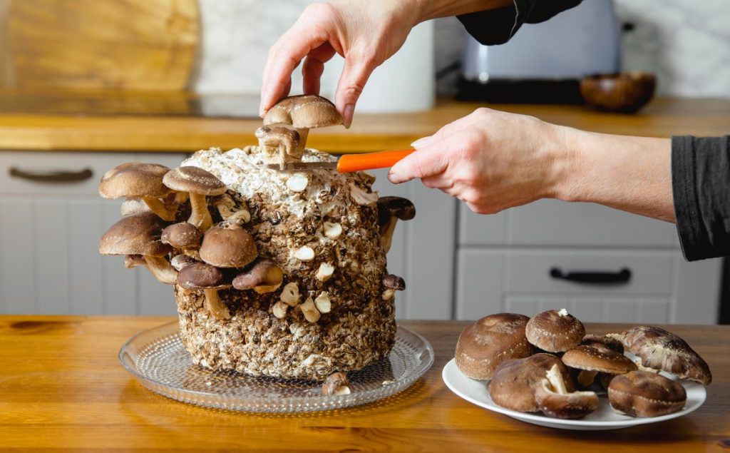 Harvesting shiitake mushrooms grown indoors on a kitchen counter.