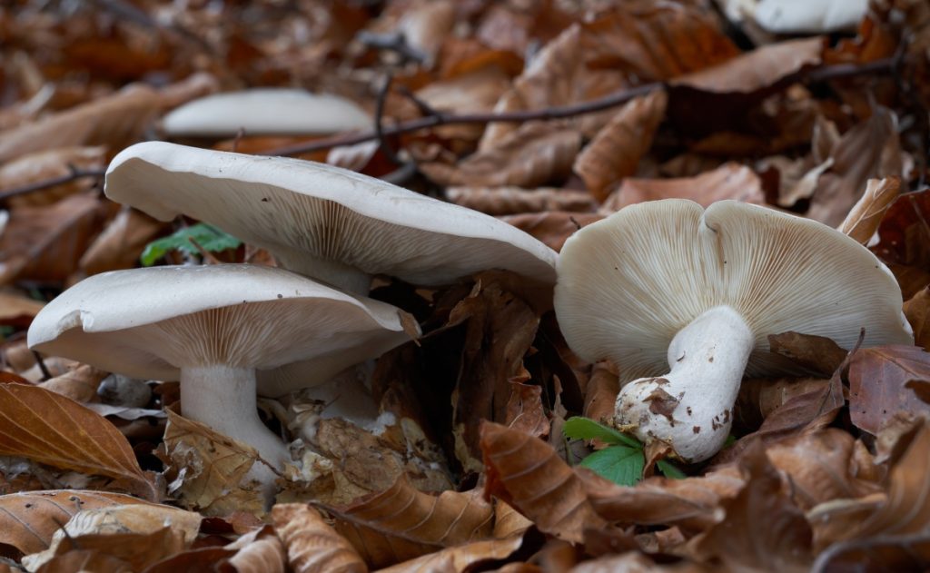 Ivory funnel mushrooms
