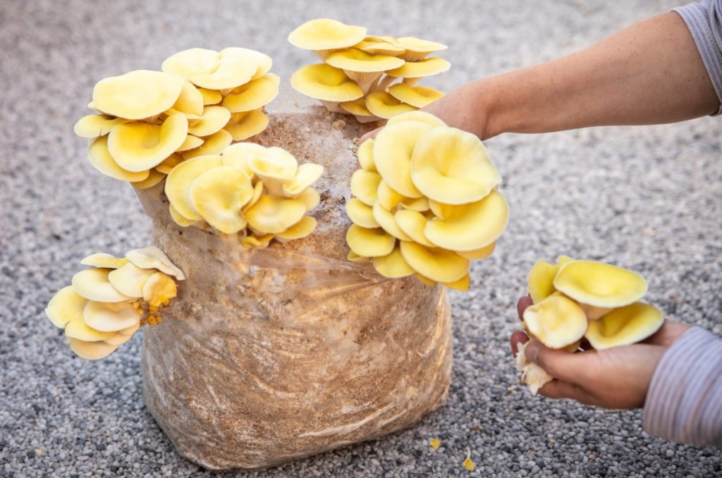 Yellow oyster mushroom clusters being harvested from a bag of substrate
