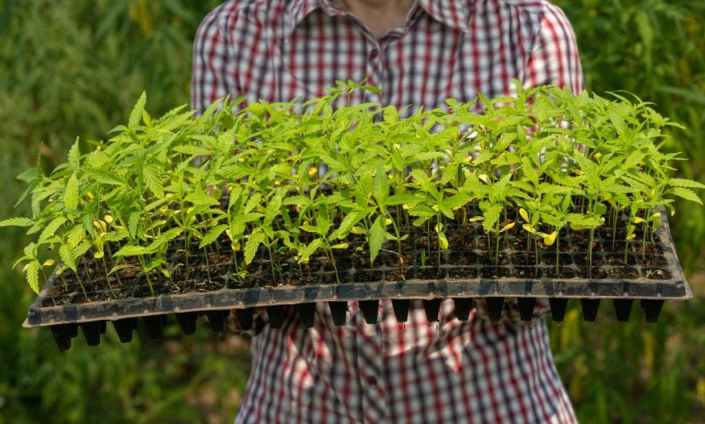 Hemp seedlings.