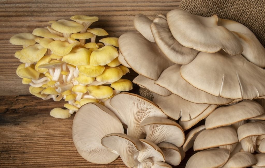 Pearl oyster mushrooms next to yellow oyster mushrooms. You can clearly see the size difference.