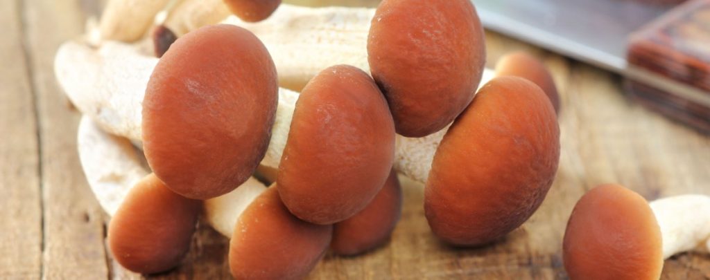 Pioppino mushrooms