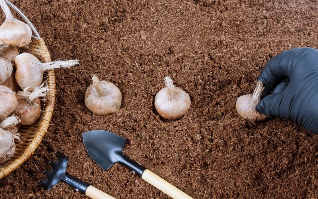 Planting saffron corms.