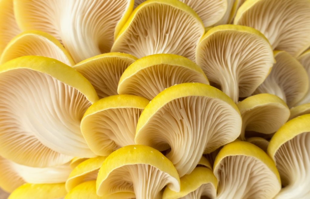 Close up of yellow oyster mushroom gills.
